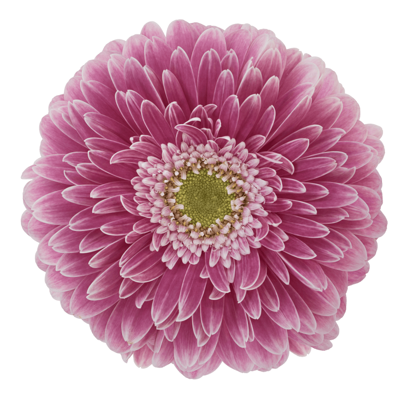 PowerBall Pomponi | Florein Gerbera's