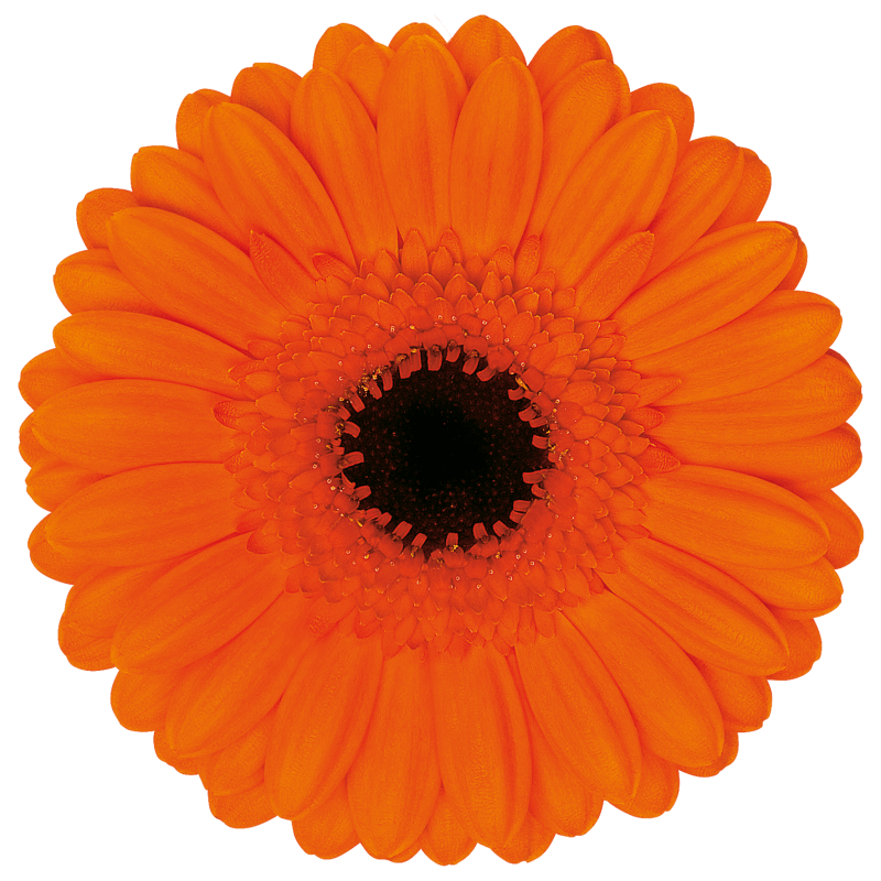 Caramba Germini | Florein Gerbera's