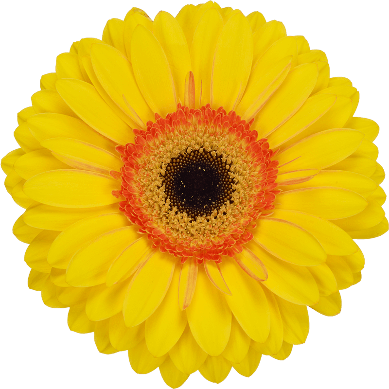 Apollo gerbera | Florein Gerbera's