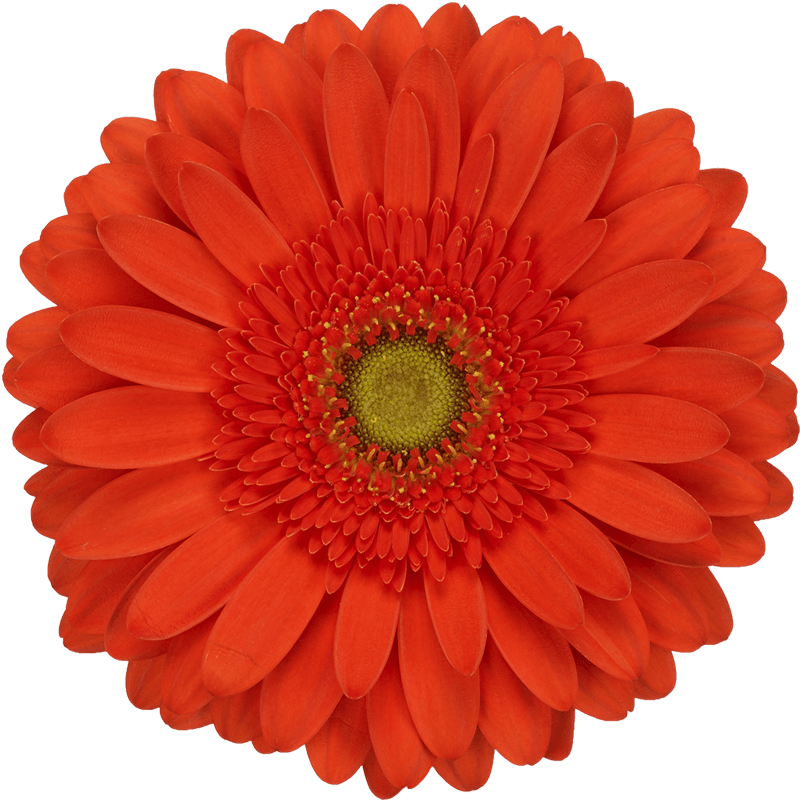 Atlanta gerbera | Florein Gerbera's