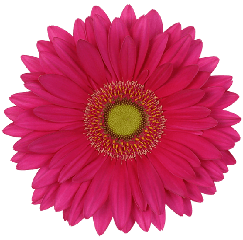 Baringo gerbera | Florein Gerbera's