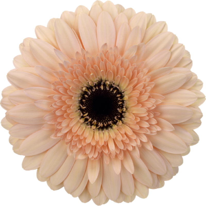 Cafe Del Mar gerbera | Florein Gerbera's