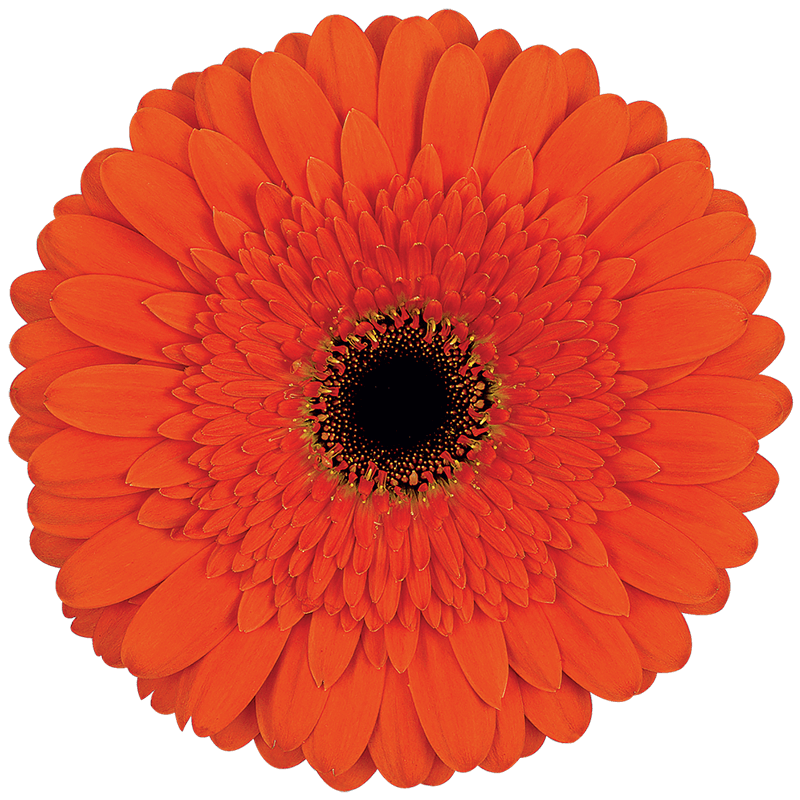 Candela gerbera | Florein Gerbera's