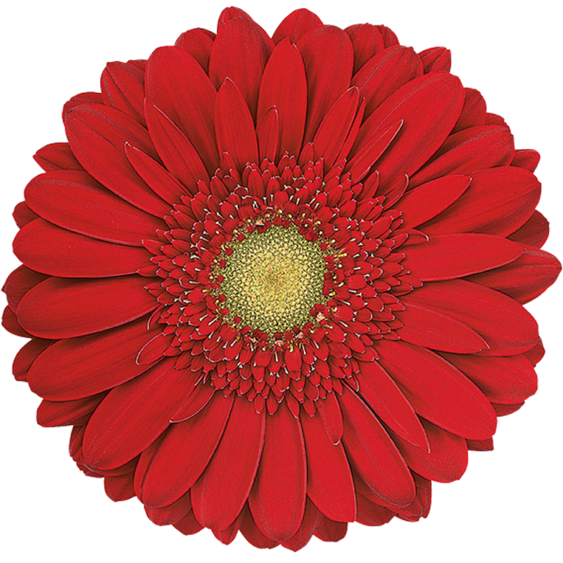 Carambol gerbera | Florein Gerbera's