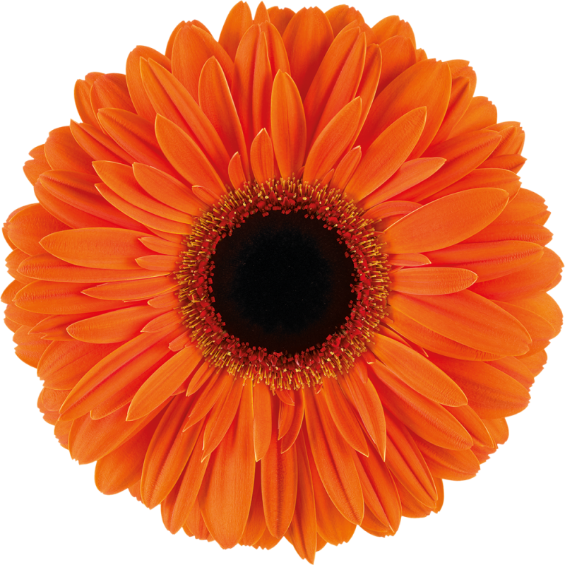 Dutch Pride gerbera | Florein Gerbera's