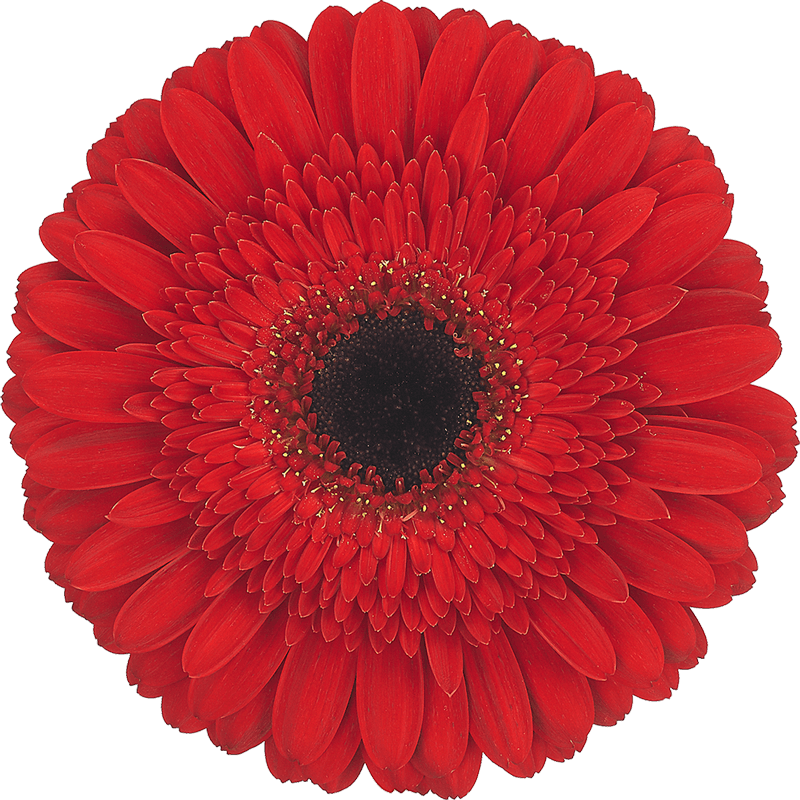 Dynamic gerbera | Florein Gerbera's