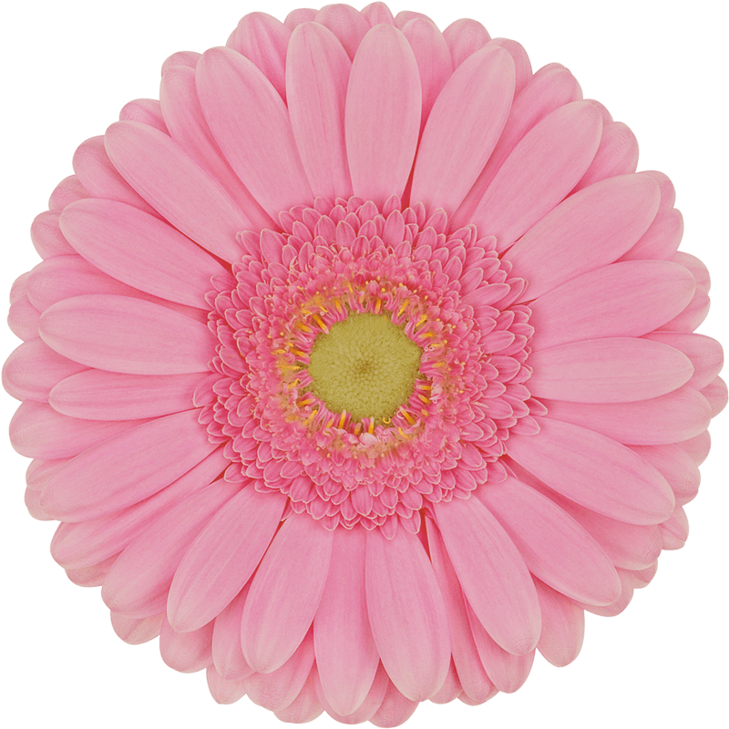 Glossy gerbera | Florein Gerbera's