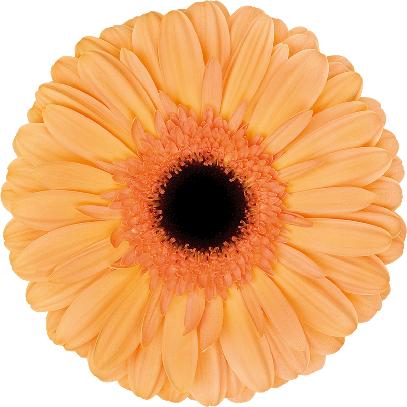 Jetset gerbera | Florein Gerbera's