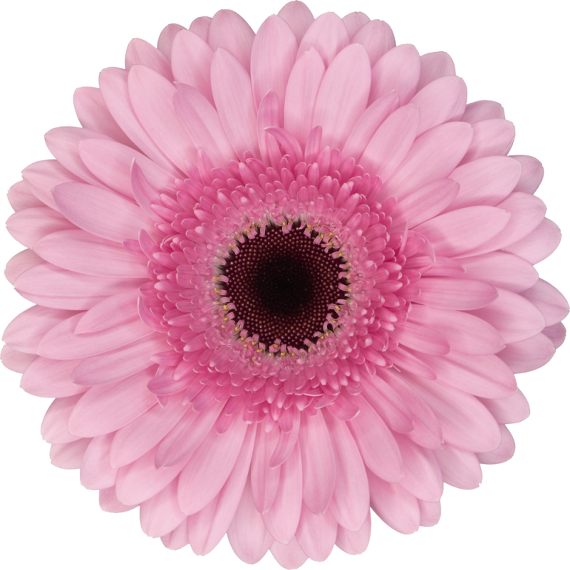 Pre Semmy gerbera | Florein Gerbera's