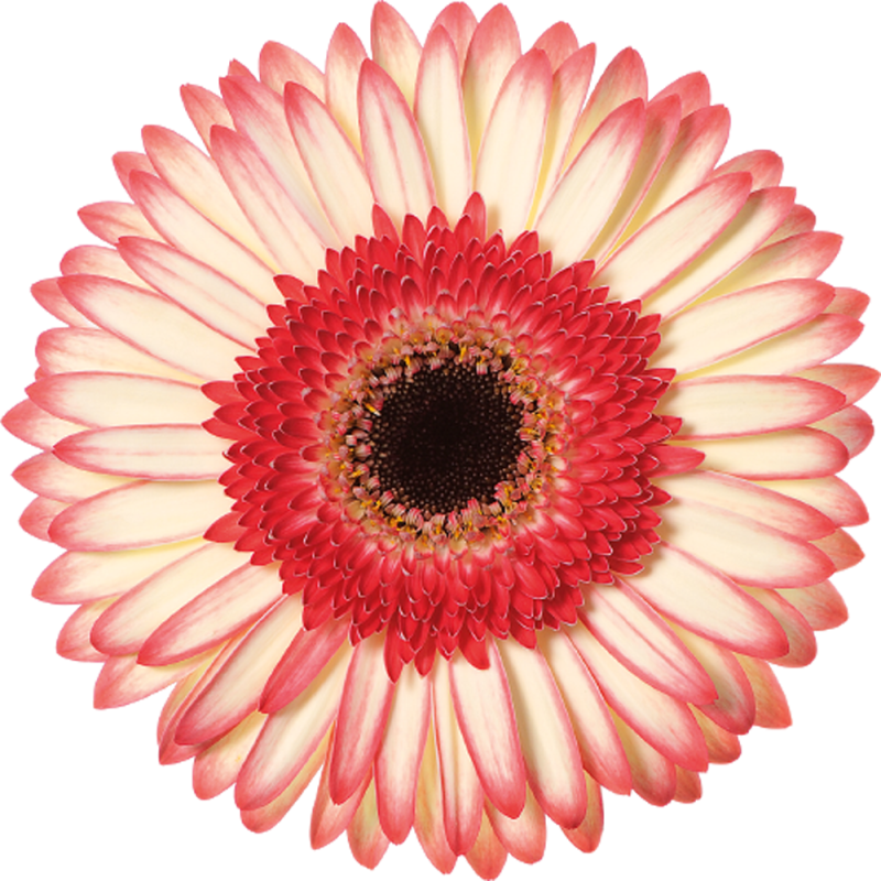 Sorbet gerbera | Florein Gerbera's