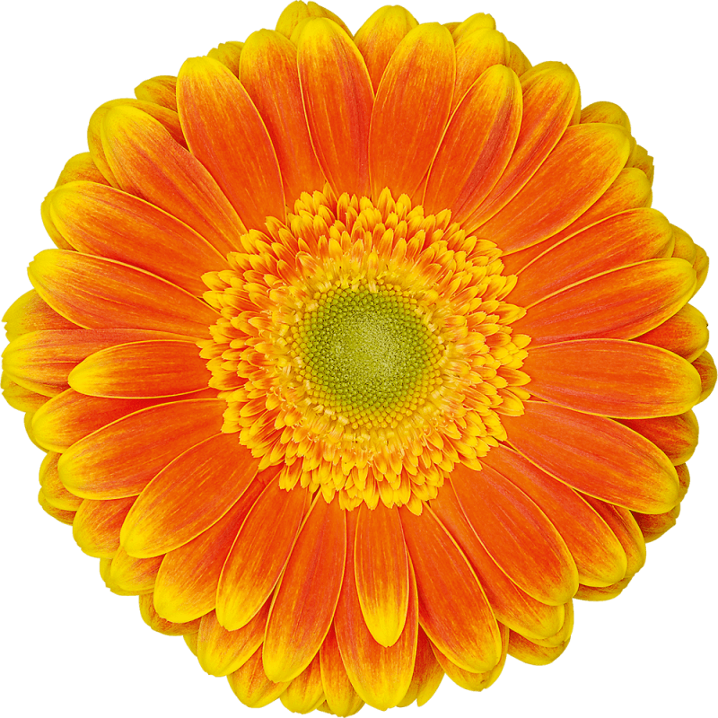 Wannabe gerbera | Florein Gerbera's