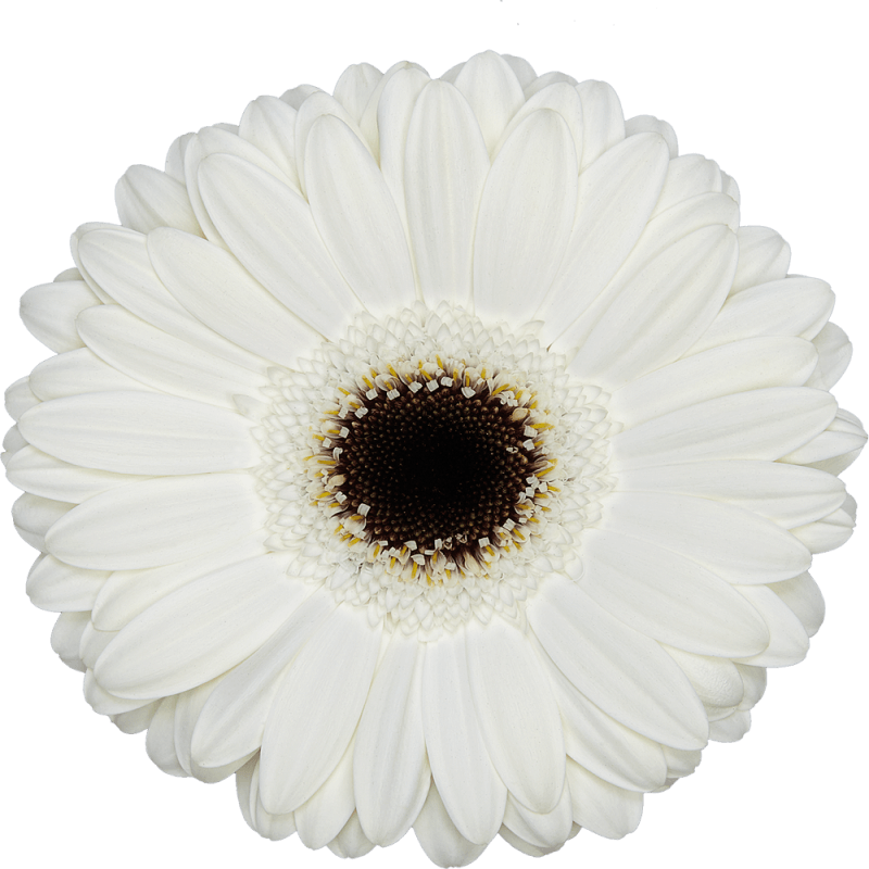 White house gerbera | Florein Gerbera's