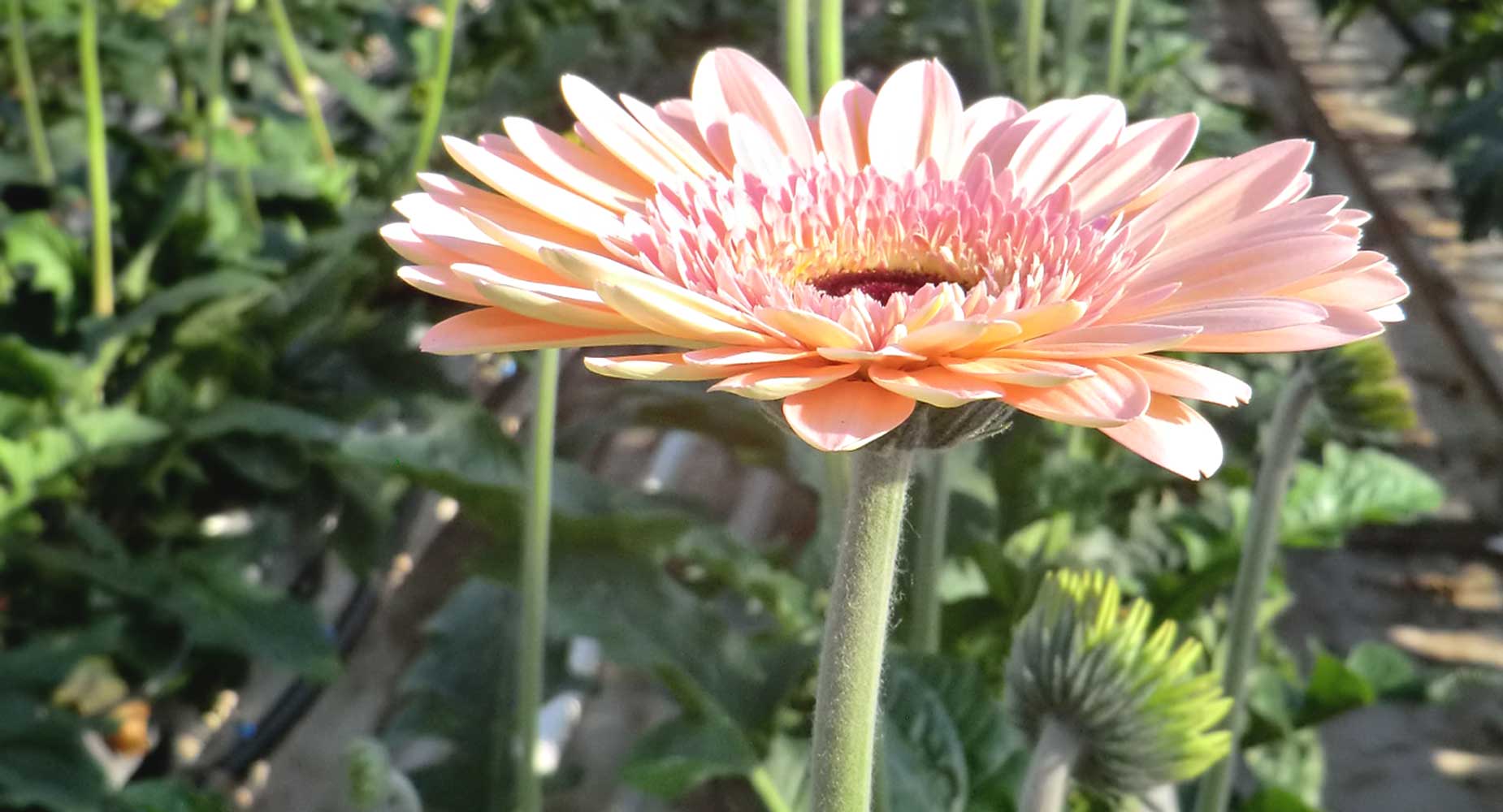 Gerbera in kas | Florein Gerbera's