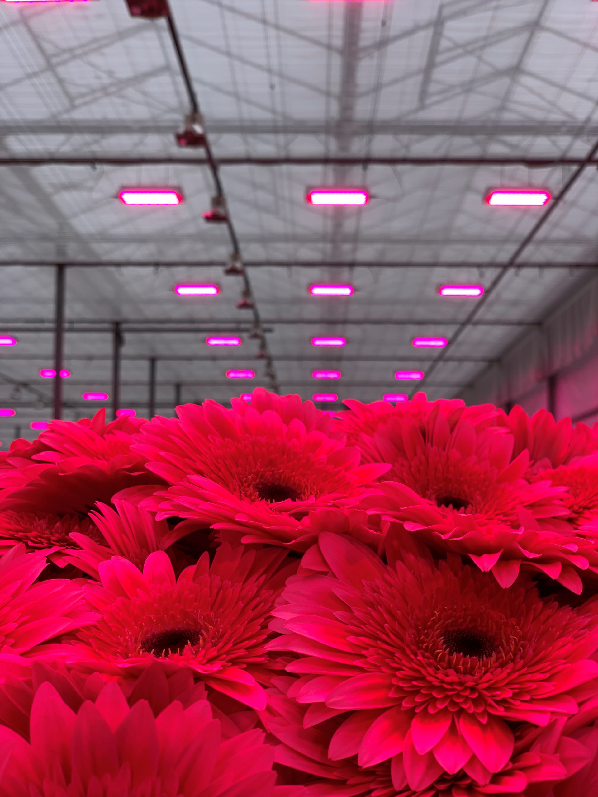 Nieuw installatie | Florein Gerbera's