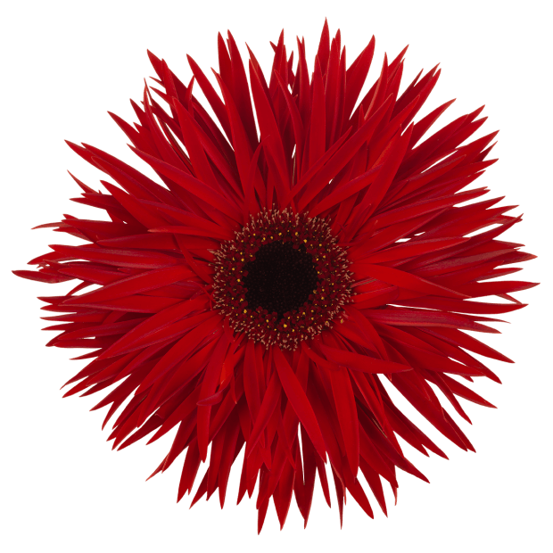 Insider Spider Gerbera | Florein Gerbera's