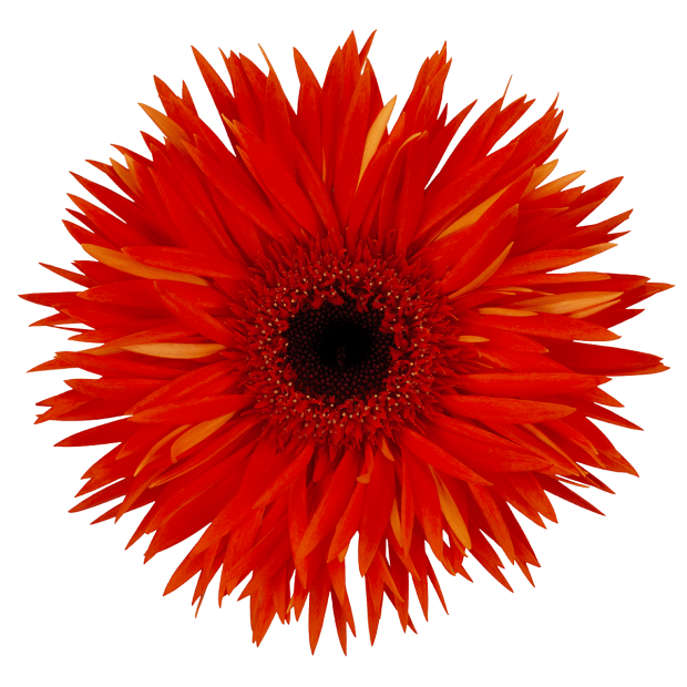 Praise Spider Gerbera | Florein Gerbera's