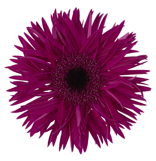 Score Spider Gerbera | Florein Gerbera's