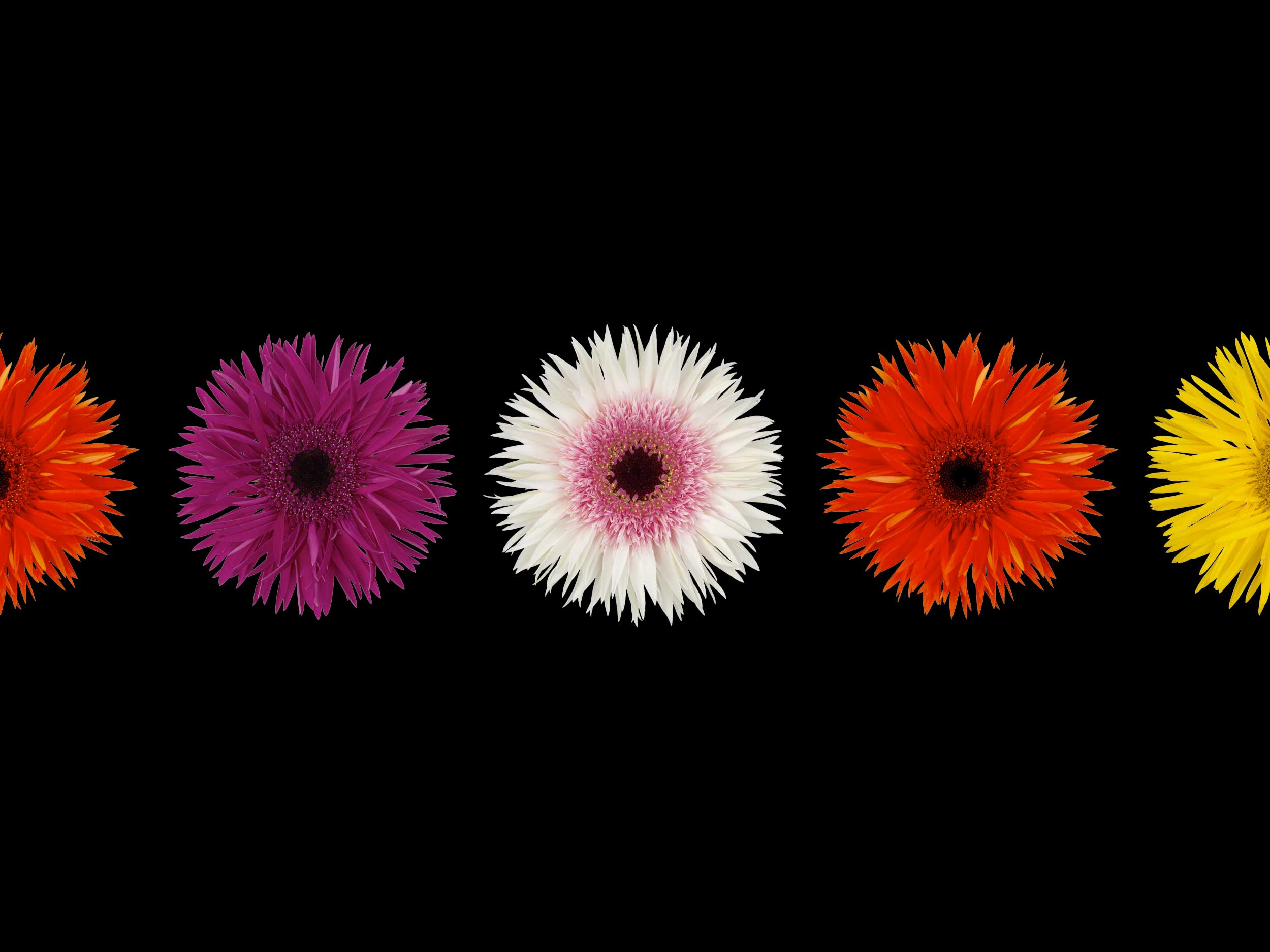 Nieuw in het assortiment: Spider gerbera | Florein Gerbera's