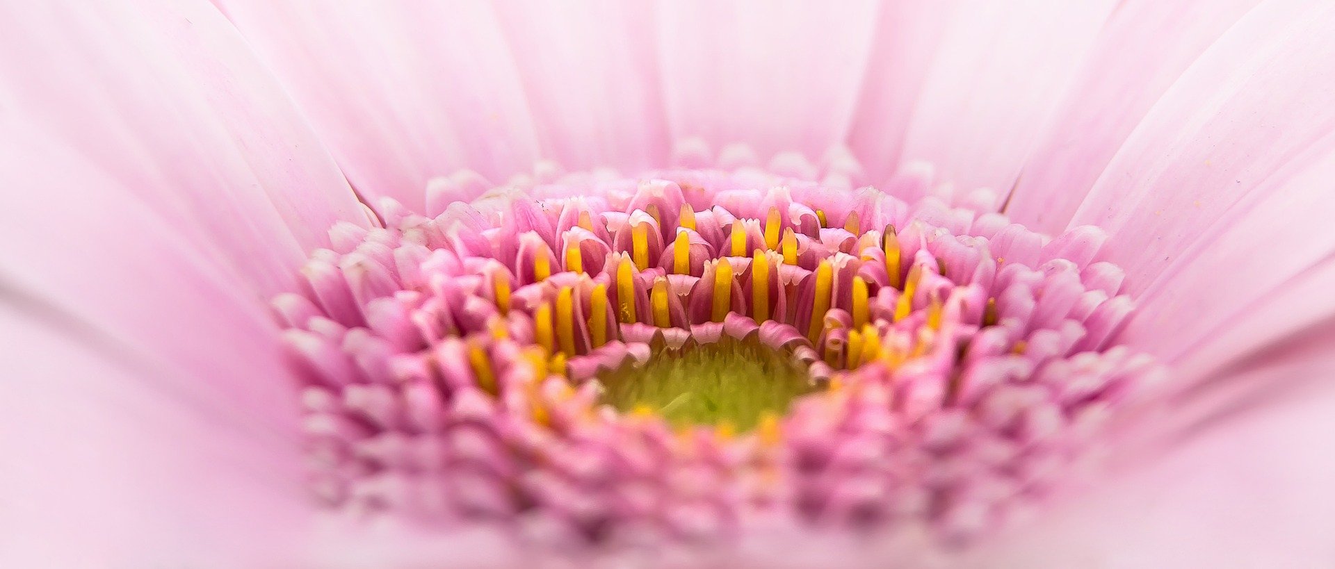 Gerbera boeket | Florein Gerbera's